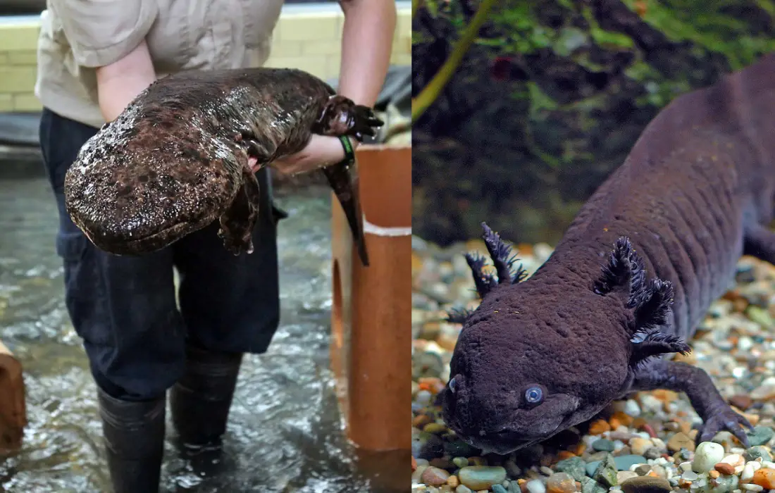 The difference and similiarities between an axolotl and a japanese Giant salamander